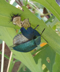 Cyrtonota thalassina