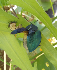 Cyrtonota thalassina
