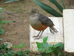 Turdus rufiventris