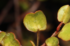 Muehlenbeckia complexa complexa