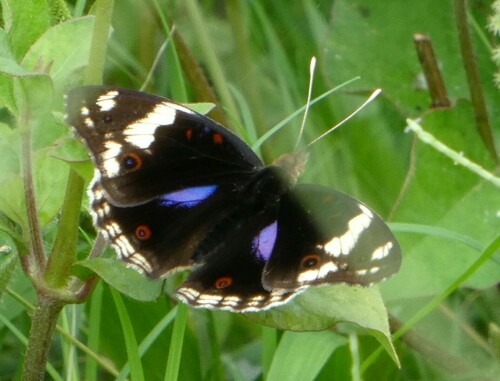 Blue-spot Pansy