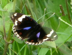 Junonia oenone
