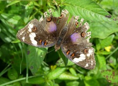 Junonia oenone