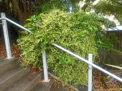 Muehlenbeckia complexa