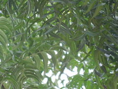 Azadirachta indica