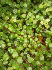 Muehlenbeckia complexa