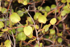 Muehlenbeckia complexa complexa
