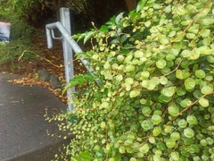 Muehlenbeckia complexa