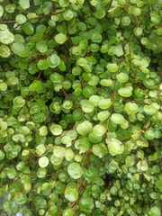 Muehlenbeckia complexa