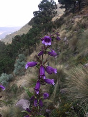 Penstemon gentianoides