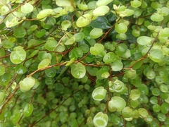 Muehlenbeckia complexa