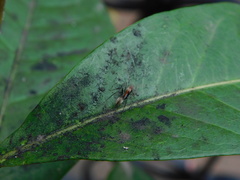 Camponotus rufoglaucus