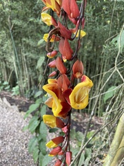 Thunbergia mysorensis