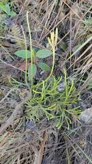 Diphasiastrum thyoides