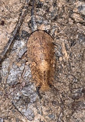 Blaberidae