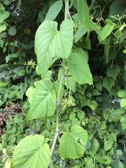 Cissus repens