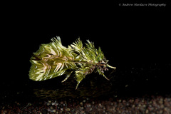 Callopistria ludovici