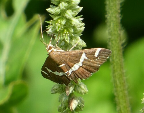 Hawaiian Beet Webworm Moth