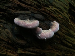 Fomitopsidaceae