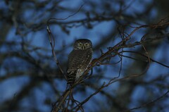 Glaucidium passerinum