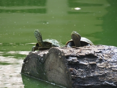 Mesoclemmys tuberculata