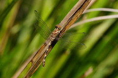 Nannophlebia eludens