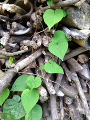 Thladiantha punctata