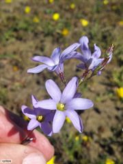 Ixia rapunculoides
