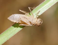 Nannophlebia eludens