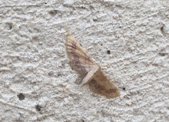 Idaea violacea