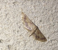 Idaea violacea