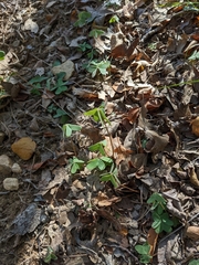 Oxalis drummondii