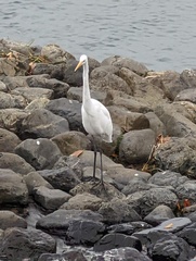 Ardea alba