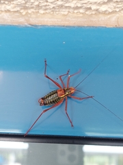 Barbitistes serricauda