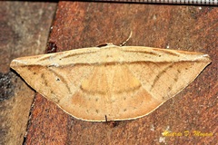 Polla carnipennis
