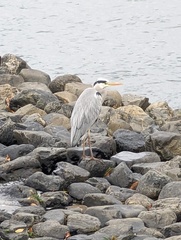 Ardea cinerea jouyi
