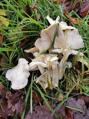 Leucocybe