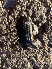 Dicaelus sculptilis