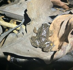 Occidozyga martensii