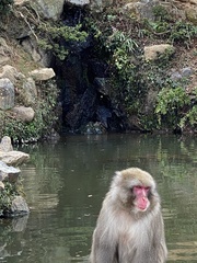 Macaca fuscata fuscata