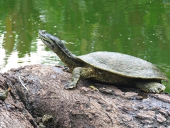 Phrynops geoffroanus