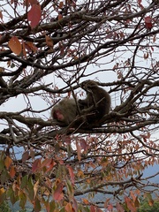Macaca fuscata fuscata