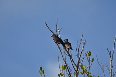 Patagioenas leucocephala