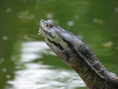 Phrynops geoffroanus
