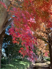 Acer palmatum