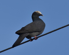 Patagioenas leucocephala