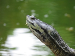 Phrynops geoffroanus