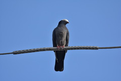 Patagioenas leucocephala