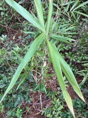 Arundinaria tecta