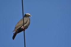 Patagioenas leucocephala